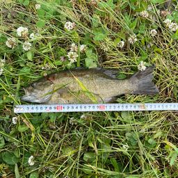 スモールマウスバス