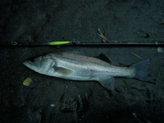 フッコ（マルスズキ）の釣果