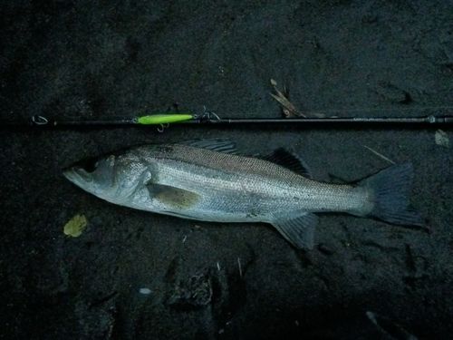 フッコ（マルスズキ）の釣果