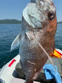 タイの釣果