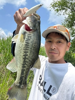 ラージマウスバスの釣果