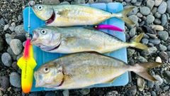 ワカシの釣果