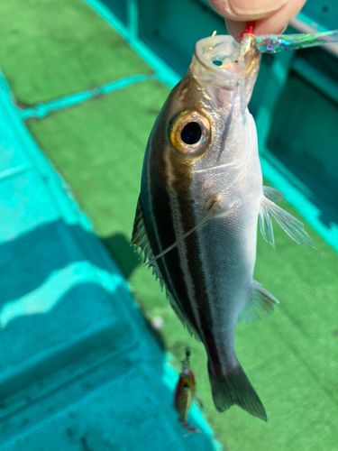 イサキの釣果