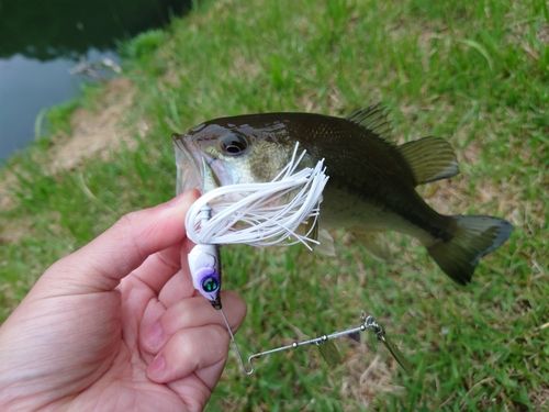 ラージマウスバスの釣果