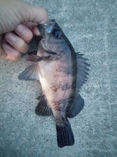 メバルの釣果