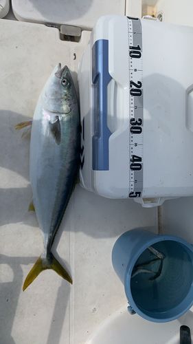 ブリの釣果