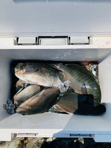 メジナの釣果