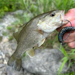 スモールマウスバス