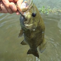 スモールマウスバス