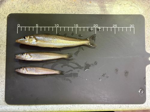 キスの釣果