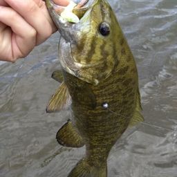 スモールマウスバス