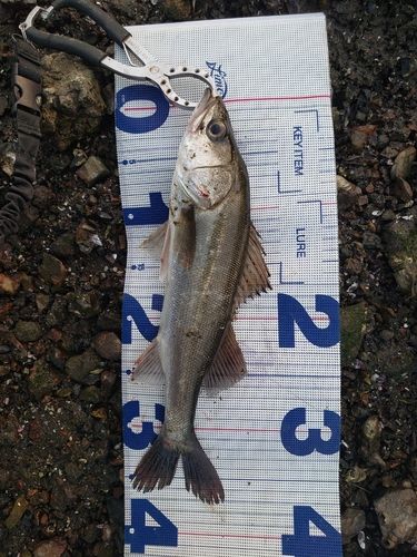 セイゴ（マルスズキ）の釣果