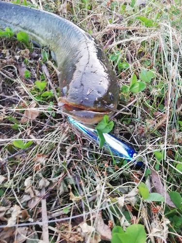 ナマズの釣果