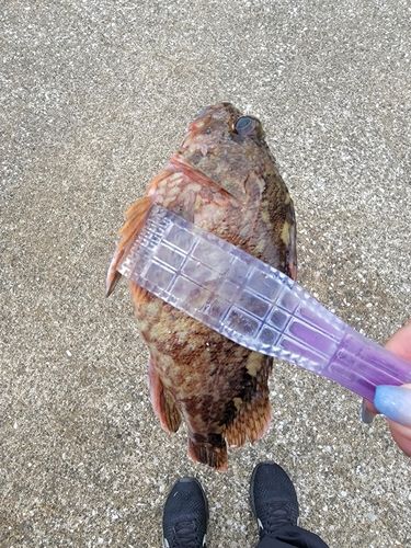 ハゼの釣果