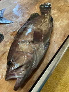 マハタの釣果