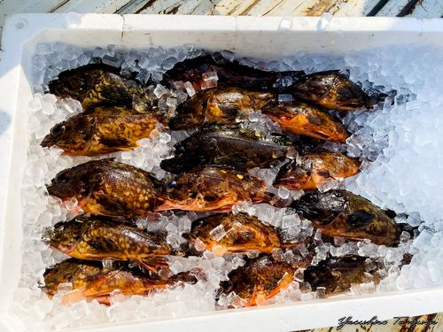 カサゴの釣果
