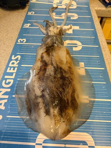 モイカの釣果