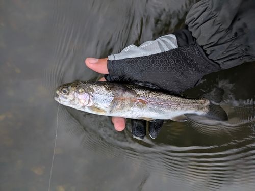 ニジマスの釣果