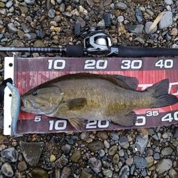 スモールマウスバス