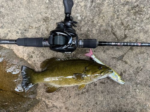 スモールマウスバスの釣果