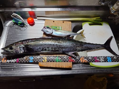 サバの釣果