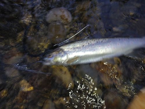 ブラウントラウトの釣果