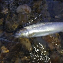 ブラウントラウト