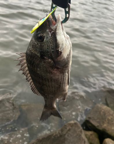 チヌの釣果