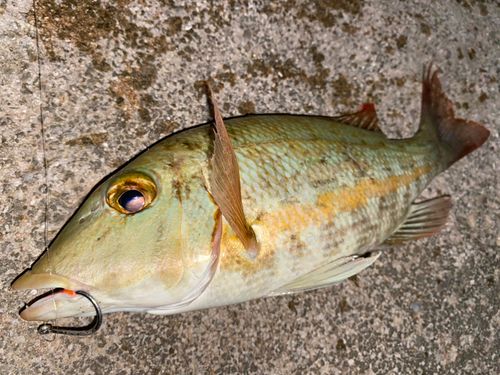 タテシマフエフキの釣果