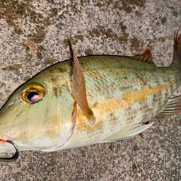 タテシマフエフキ