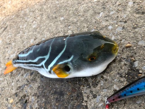 シマフグの釣果