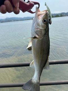 スズキの釣果