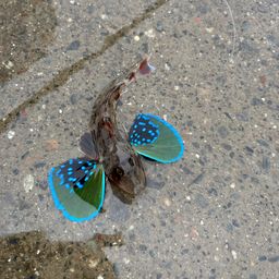 ホウボウ