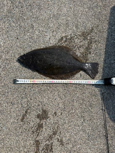 ヒラメの釣果