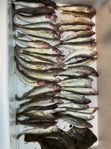 コマイの釣果