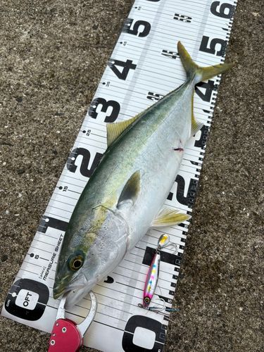 ハマチの釣果