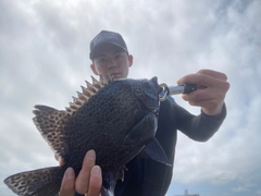 イシガキダイの釣果