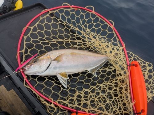 ショゴの釣果