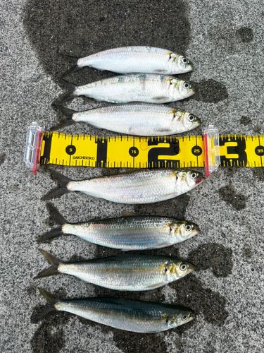 カタボシイワシの釣果
