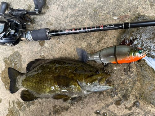 スモールマウスバスの釣果