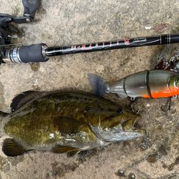 スモールマウスバス