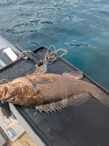 オオモンハタの釣果
