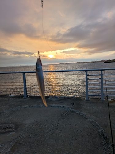 シロギスの釣果