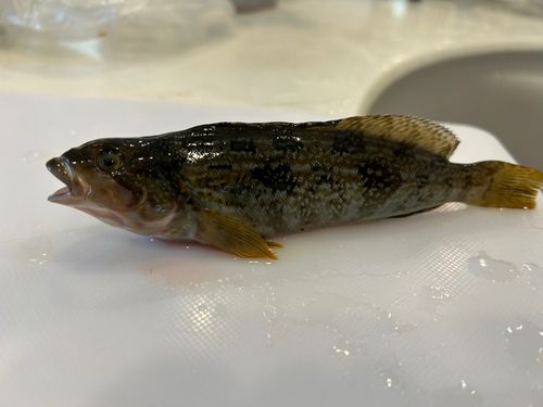 アイナメの釣果