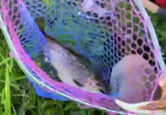 ニジマスの釣果