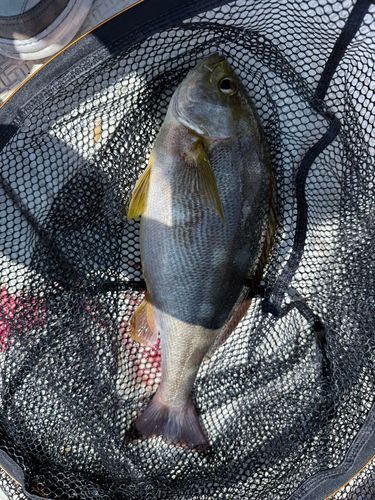 イサキの釣果