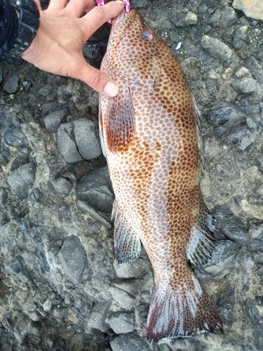 オオモンハタの釣果