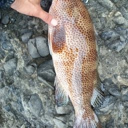オオモンハタ