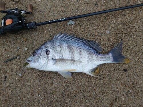 キビレの釣果