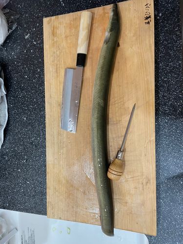 ウナギの釣果